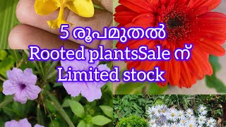 5 രൂപ മുതൽ ചെടികൾ വിലക്കുറവിൽ@Plantsofparadisee9497758244