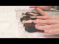 【asmr】三毛猫クッキーを作る動画【お菓子作り】making calico cat cookies