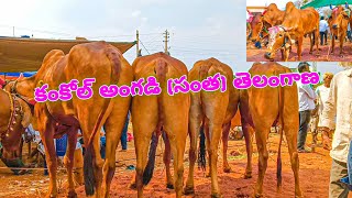 98660 79602 కంకోల్ అంగడి (సంత) తెలంగాణ 🐂 kamkole bulls market telangana