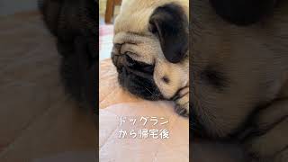 疲れ過ぎたパグ犬#shorts