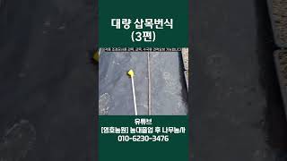 대량 삽목번식(3편)