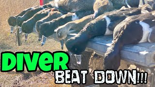 Ringneck Smack Down!! | Epic 2 Man Diver Duck Hunt 2021