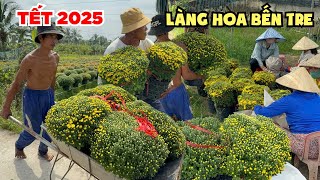 Cận Cảnh Thu Hoạch HOA TẾT 2025 Làng Hoa Chợ Lách Bến Tre Ai Cũng Vui