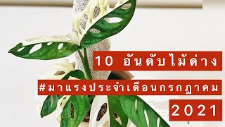 10 อันดับไม้ด่างมาแรง ประจำเดือนกรกฎาคม 2021