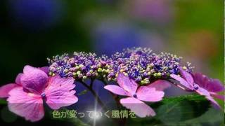 紫陽花物語・雨.wmv