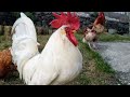 Who's the boss? Leghorn rooster protecting his Alfa status against younger rooster- Rooster fighting