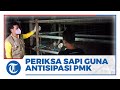 Dinas Ketahanan Pangan dan Pertanian Kota Tarakan Periksa Sapi Sebelum Dipotong, Antisipasi PMK