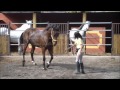 Sir Hilton, the cutest dancing horse ever.