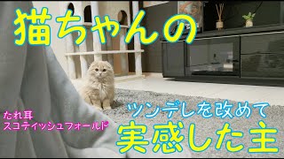 猫ちゃんのツンデレを改めて実感した主（スコティッシュフォールド子猫）