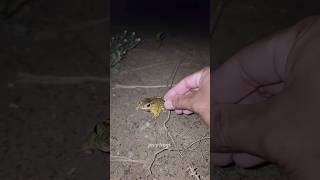 Boing catch frogs funny 😅 | froggy catchfunny wep wep | funny froggy #shots