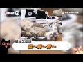 橘貓「四肢消失」趴地吃飼料 下秒站起賣萌 網友笑：眼淚還來｜寵物