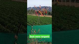 Desh mere rangerla