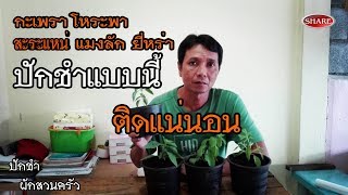 ปักชำแบบนี้ติดแน่นอน กะเพรา โหระพา ยี่หร่า แมงลัก สะระแหน่