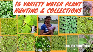 water plant hunting | Hunting and collection of water plants in malayalam | English subtitles