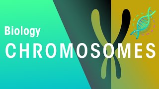 What Are Chromosomes | Genetics | Biology | FuseSchool