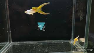 Silverado Yellow tail DS guppy  艾爾銀黃尾雙劍孔雀魚（黃化基因）