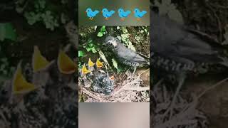 Amami thrush #youtube#viral#thrush#4k#1m#birds#baby#amazing#video