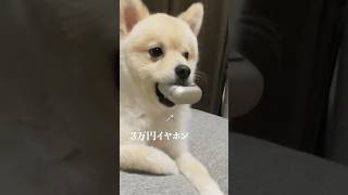 友達の3万円するイヤホンを絶対に渡したくない子犬のポメラニアンの様子がこちら #ポメラニアン #琥珀 #犬との暮らし #日常 #vlog