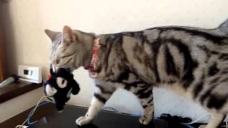 ヌイグルミにさえヤキモチを焼いてしまう猫  Cat gets really jealous when Mom pat the stuffed toy