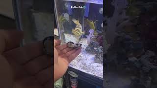 Puffer fish 🌚❤ #pufferfish #fishtank #aquariumgallery #fishshop #youtubeshorts