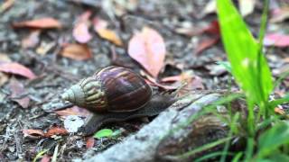 アフリカマイマイ（Achatina fulica）が地面を歩く様子。