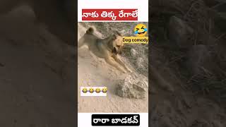 నాకు తిక్క రేగాలి /Dog comedy🤣🤣 కుక్క కామెడీ