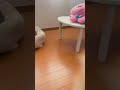 柴犬福 姉から即逃げる柴犬🤣sister and shiba🤣 shorts 姉と柴 funny funnydog dogshorts shiba 柴犬 시바견