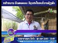 ຫຍ້າ​ຫວານ ອິດ​ສະ​ລະ​ເອວ ມີ​ຄຸນ​ປະ​ໂຫຍດ​ຕໍ່​ການ​ລ້ຽງ​ສັດ