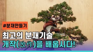 #분재개작 시리즈1 #분재학교 #분재만들기 분재개작 작업 사례를 사진으로  감상