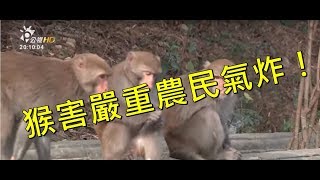 專吃玉荷包水蜜桃！猴害嚴重農民氣炸！(有話好說)