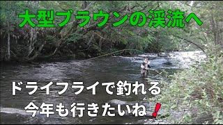 大物ブラウンは釣れるか？・勝負ができる渓流へ行く！/ フライフィッシング   北海道  復刻版 / Fly Fishing - Japan