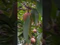 சப்போட்டா அறுவடை sapodilla harvesting shorts