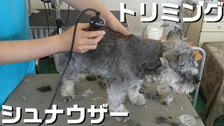 【トリミング】５倍速でわかる！ミニチュアシュナウザーのトリミング【１４２時間目】　|　(5Xspeed)Trimming for MiniatureSchnauzer