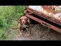 Dog Chained For 10 Days Finds New Family | The Dodo