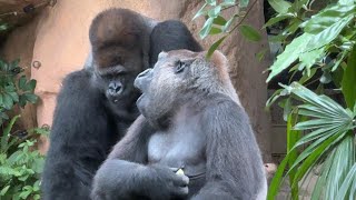 gorilla ハオコとご飯を食べるモモコ【2024年‎6月30日】【上野動物園】ゴリラ💓Momoko eating rice with Haoko