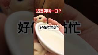 小寶寶喝奶很忙很萌很糾結？！ #蜜袋鼯寶寶 #蜜袋鼯 #sugarglider #八德 #很萌 #love #很忙 #很糾結 #太大碗 #被灌奶 #小寶貝 #小可愛 #口袋怪獸 #神奇 #萌寵 #萌娃