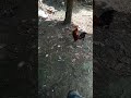 kokok ayam hutan buat pikat