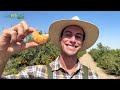 al ritmo de la mandarina con el primo duilio explora la nueva ruta en pisco agricooltores