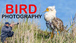 THE AMAZING RUFF This Is My fFrst Time I Was Able To Find And Photograph (BIRD PHOTOGRAPHY)