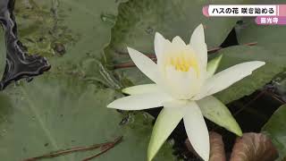 喜光寺　ハスの花　咲き始める