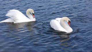 Courting Mute Swans