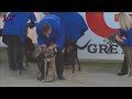 Greyhound Races  - Marathon Distance