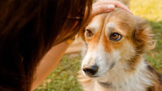 Dog finds her family after years at the shelter…