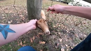 Goat Saved From Being Stuck in Fence || ViralHog