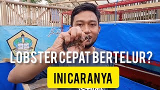 Cara Agar Lobster Air Tawar Cepat Bertelur