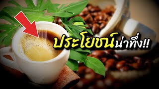 สารพัดประโยชน์!! กาแฟ นอกจากนำมาดื่ม ยังมีสรรพคุณ ประโยชน์ อีกมาก ที่หลายคนไม่รู้