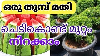 Top 2 ways to propagate arelia plants in water and soil from stem cuttings l ഒരു തുമ്പ് കൊണ്ട്