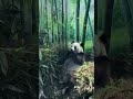 盟盟知道这是奶爸奶妈专门给她种的箬竹。忒懂事儿的小丫头！ panda 大熊貓