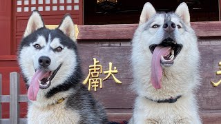 ハスキー犬のボブとワンダー・犬の神様がいる御嶽山をお散歩♪【はじめてのケーブルカー】