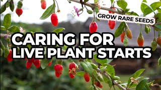 GROW RARE SEEDS | How To Give Live Plant Starts the Best Start